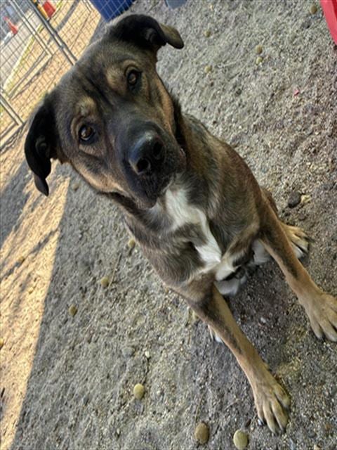 Photo of Senior Hound, adoptable Hound in Devore, California
