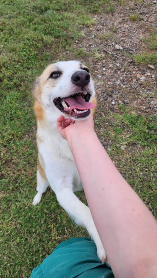 Photo of Zoey, adoptable Shepherd in Oak Bluffs, Massachusetts