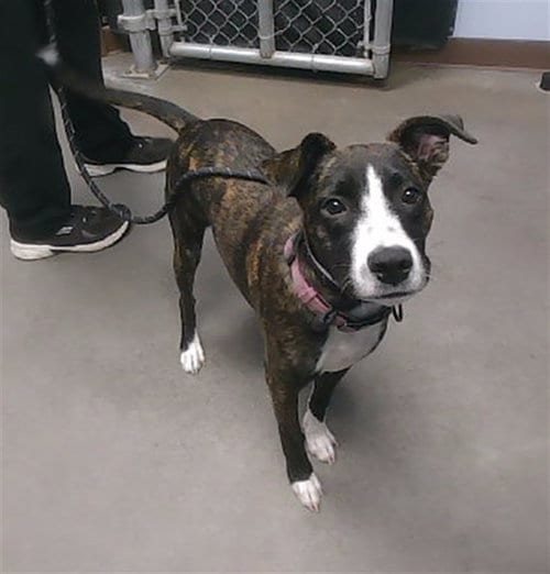 Photo of Polka Dot, adoptable American Pit Bull Terrier in Phoenix, Arizona