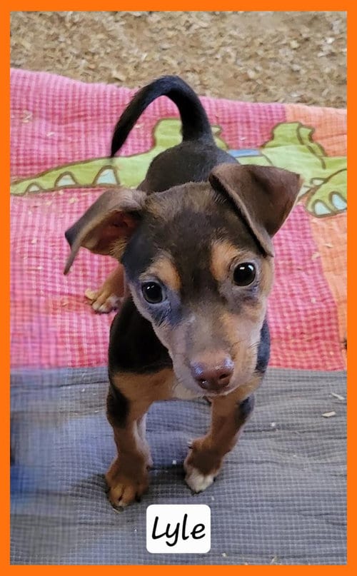Photo of Lyle, adoptable Chihuahua in Granbury, Texas