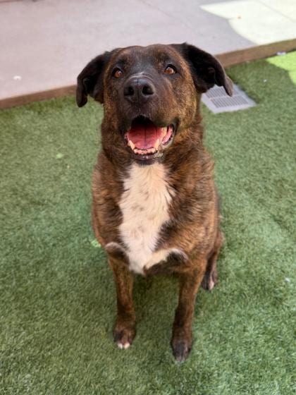 Photo of Mama, adoptable dog in Farmington, New Mexico