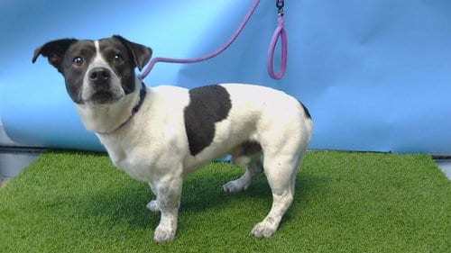 Photo of Toro, adoptable Terrier in Gardena, California
