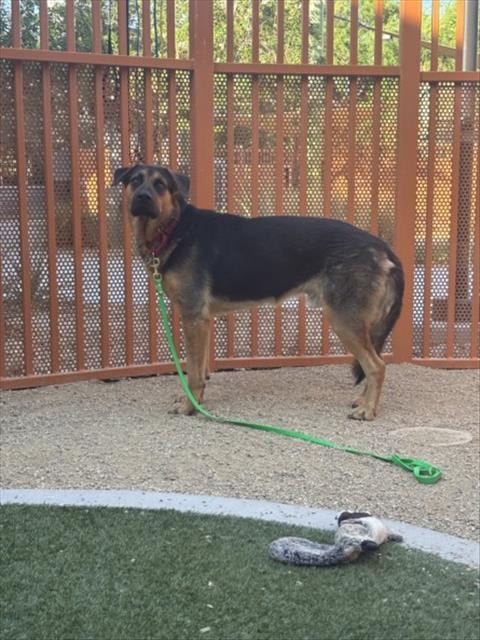 Photo of Moseby, adoptable German Shepherd Dog in Las Vegas, Nevada