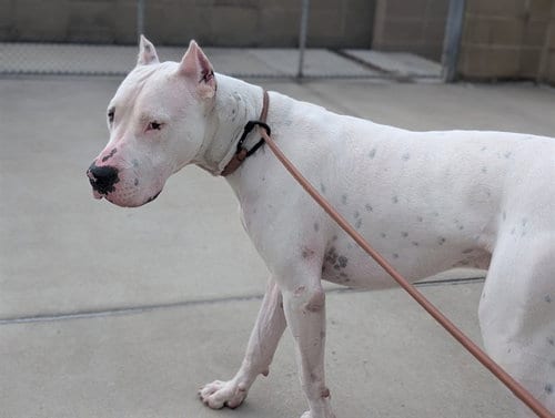 Photo of Cain, adoptable Dogo Argentino in Denver, Colorado
