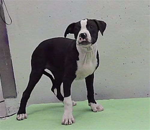 Photo of A2101603, adoptable Staffordshire Bull Terrier in Houston, Texas