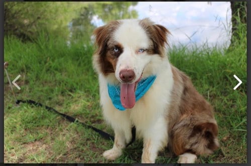 Photo of Bevo, adoptable Australian Shepherd in Dallas, Texas
