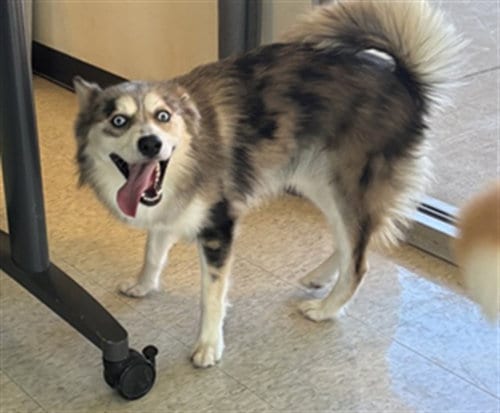 Photo of Popis, adoptable Pomeranian in Plano, Texas