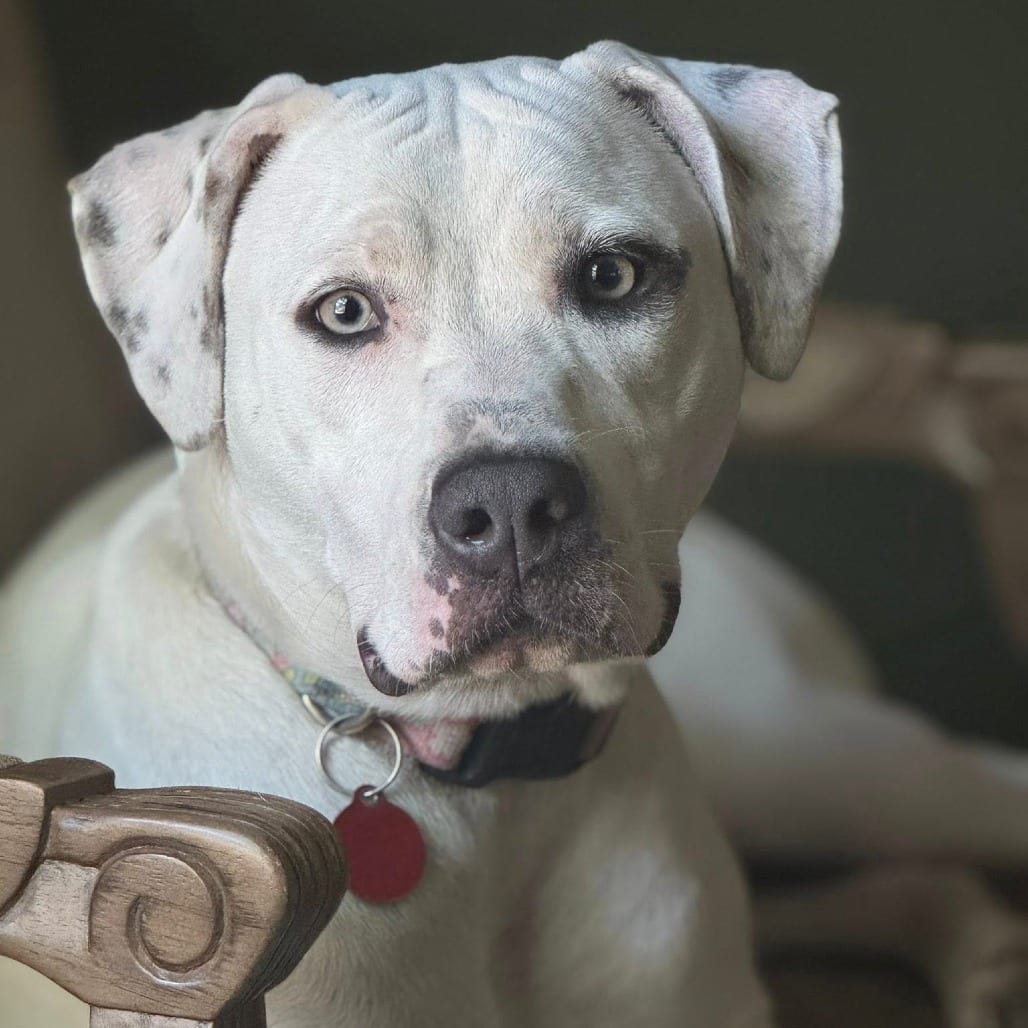 Photo of Smurf, adoptable Mixed Breed (Medium) in St. Louis, Missouri