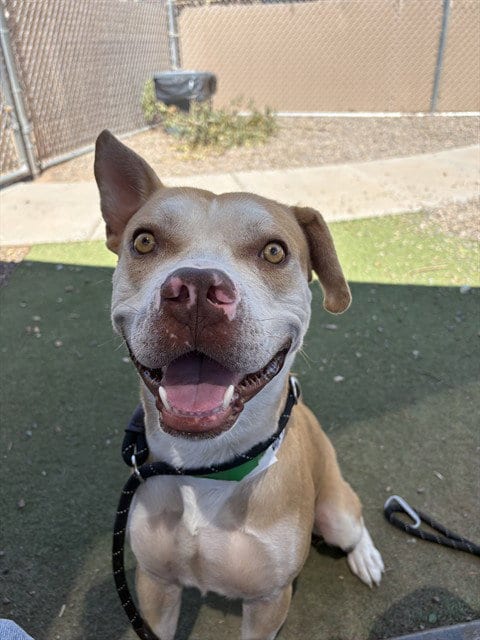 Photo of Frisbee, adoptable American Pit Bull Terrier in Phoenix, Arizona