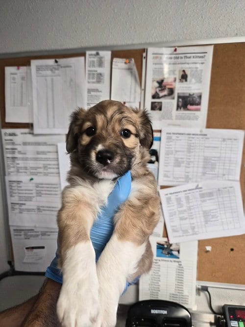 Photo of Bissell, adoptable Australian Shepherd in Bolivar, Missouri
