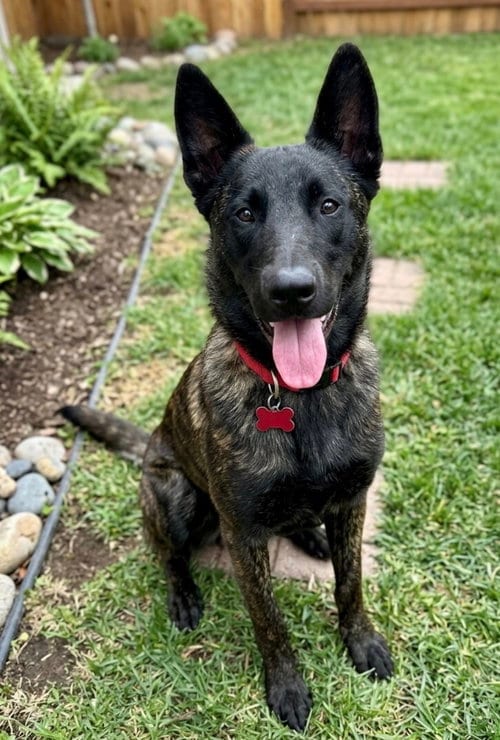 Photo of Ripley, adoptable Dutch Shepherd in Newport Beach, California