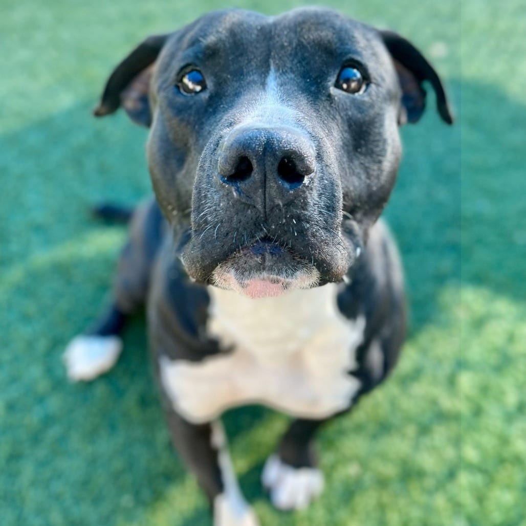 Photo of Angus, adoptable Terrier, Pit Bull in Dallas, Texas
