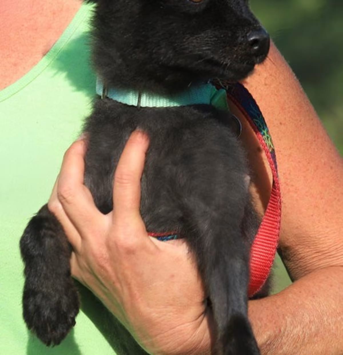 Photo of Bastain, adoptable Pomeranian in North Fort Myers, Florida