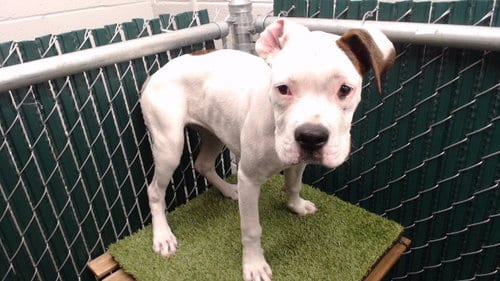 Photo of Kiri, adoptable Pit Bull Terrier in Downey, California