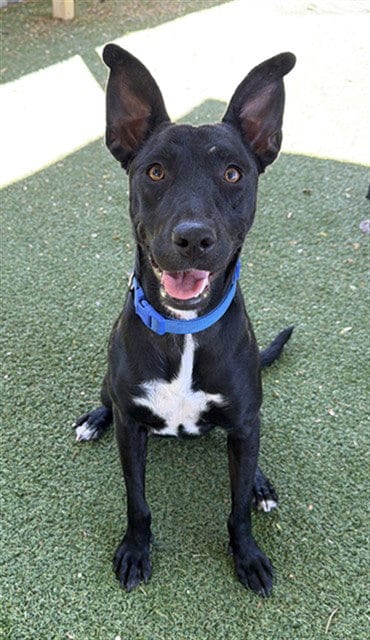 Photo of Elma, adoptable Labrador Retriever in Lancaster, California