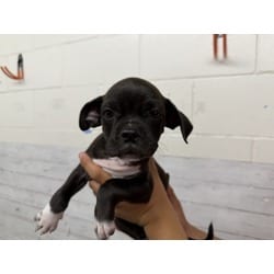 Photo of Rory, adoptable Boxer American Pit Bull Terrier in San Bernardino, California
