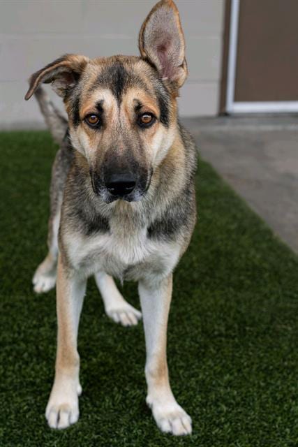 Photo of Duke, adoptable German Shepherd Dog in Baytown, Texas