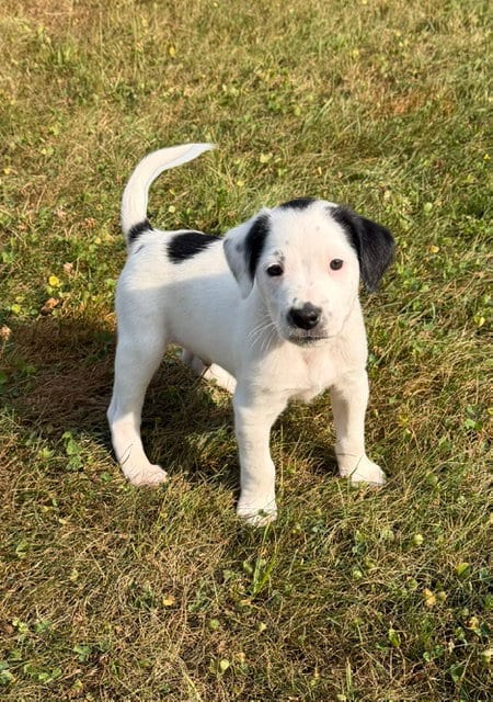 Photo of Pluto, adoptable Labrador Retriever in Duluth, Minnesota