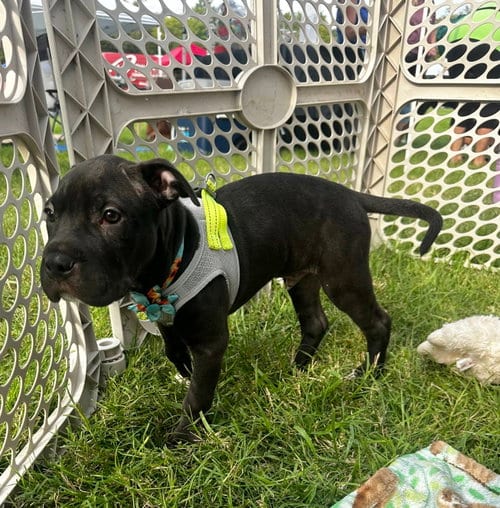Photo of Frappuccino, adoptable American Pit Bull Terrier in Germantown, Ohio