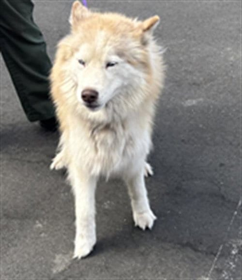Photo of Irma, adoptable Alaskan Malamute in Fairfield, California