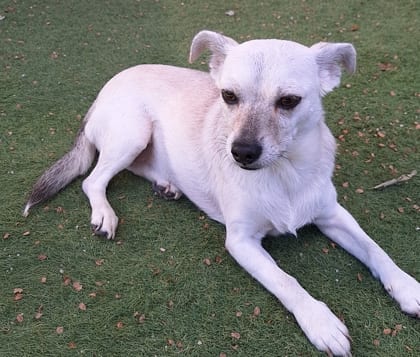 Photo of Luna, adoptable Chihuahua, Short Coat/Mix in Bakersfield, California