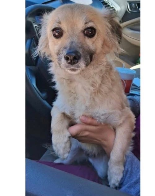Photo of Minnie, adoptable Spaniel in Willingboro, New Jersey