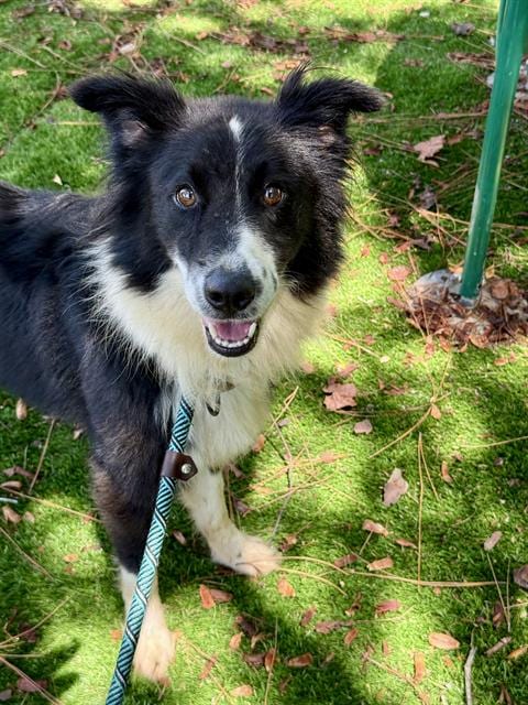 Photo of Brock, adoptable Australian Shepherd in Fort Walton Beach, Florida
