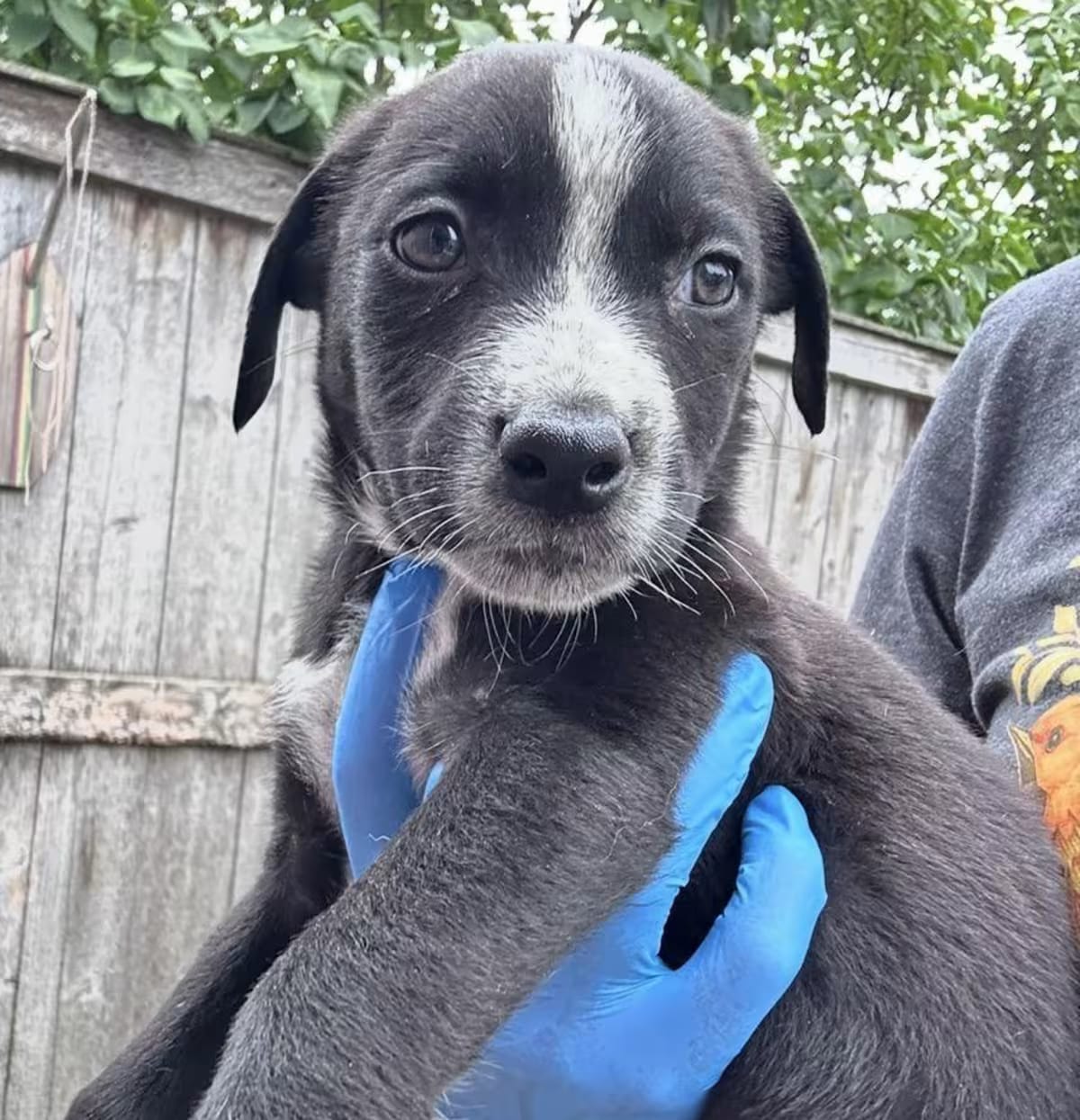 Photo of Babolet, adoptable Australian Cattle Dog Labrador Retriever in Grayslake, Illinois