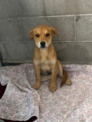 Photo of Lucy, adoptable dog in Farmington, New Mexico