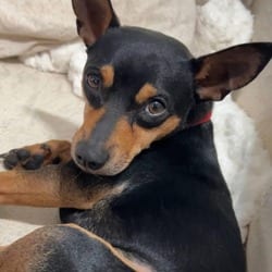 Photo of Victor AC, adoptable Miniature Pinscher Terrier (Unknown Type, Medium) in Salem, Oregon
