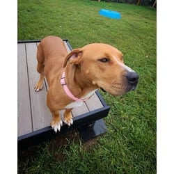 Photo of Tina, adoptable Mixed Breed (Medium) in New Castle, Delaware