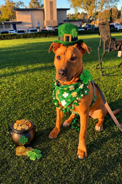 Photo of Jubilee, adoptable Pit Bull Terrier in Chula Vista, California