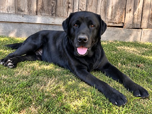 Photo of Sullivan, adoptable Labrador Retriever in Clovis, California