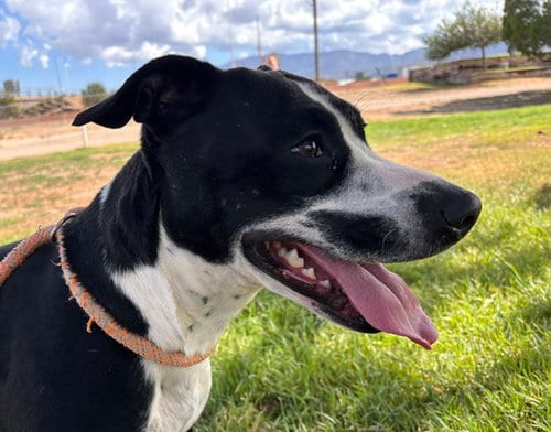 Photo of Strawberry, adoptable American Pit Bull Terrier in Albuquerque, New Mexico