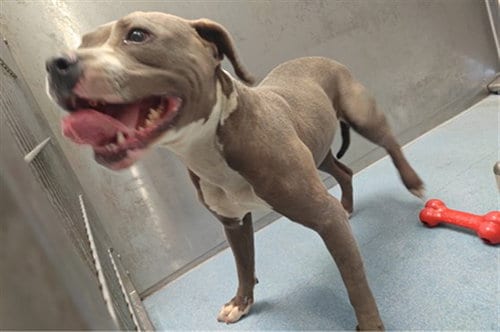 Photo of Clairo, adoptable Pit Bull Terrier in Baldwin Park, California