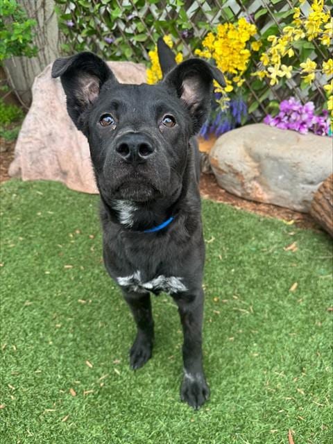 Photo of Cash, adoptable Chow Chow in Oklahoma City, Oklahoma
