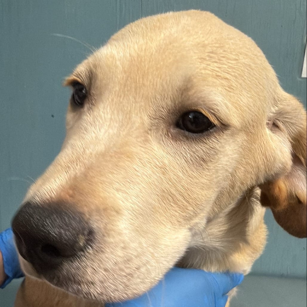 Photo of Singe, adoptable Mixed Breed (Medium) in Colville, Washington