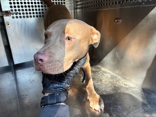 Photo of Royce, adoptable American Pit Bull Terrier in Phoenix, Arizona