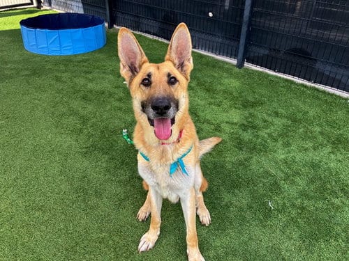 Photo of Hitmonlee, adoptable German Shepherd Dog in Orange, California
