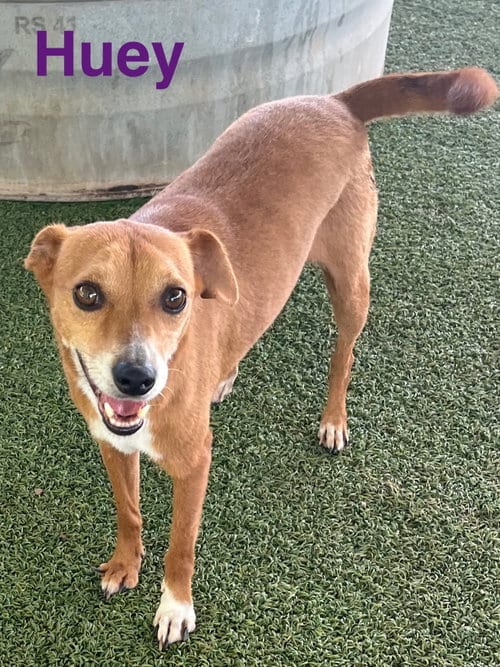 Photo of Huey, adoptable Terrier in Pipe Creek, Texas