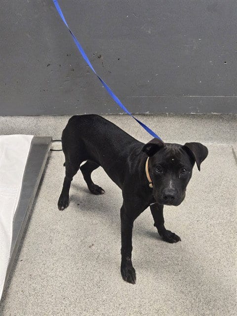 Photo of Bertha, adoptable Staffordshire Bull Terrier in Tallahassee, Florida