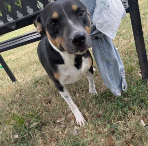 Photo of Flower, adoptable Australian Cattle Dog/Blue Heeler in Texas City, Texas