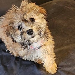 Photo of Cookie, adoptable Lhasa Apso Poodle (Toy or Tea Cup) in Union Grove, Wisconsin