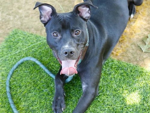 Photo of Midnight, adoptable Labrador Retriever in Tallahassee, Florida
