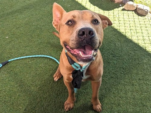 Photo of Koi, adoptable American Pit Bull Terrier in Phoenix, Arizona