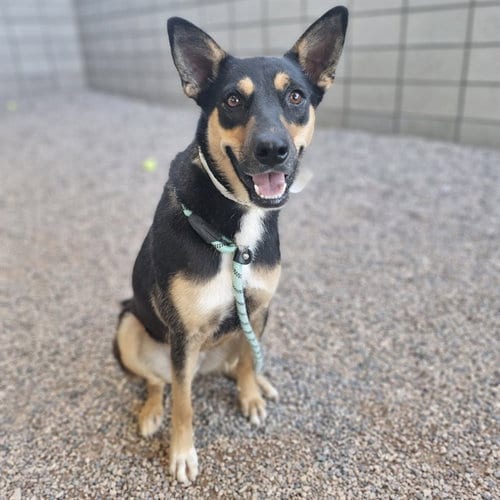 Photo of Rocky, adoptable Australian Cattle Dog/Blue Heeler in Mesa, Arizona