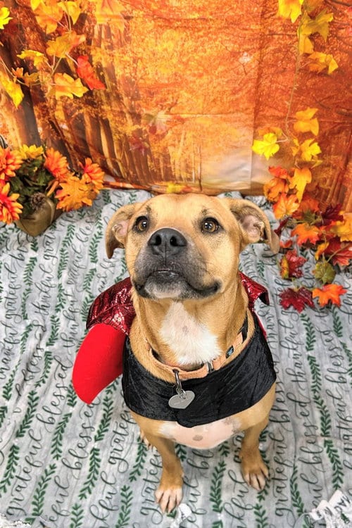 Photo of Betty, adoptable Boxer in Bryant, Arkansas