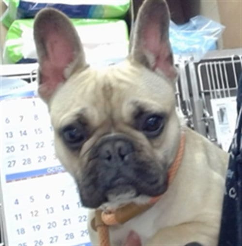 Photo of Muffin, adoptable French Bulldog in Salinas, California