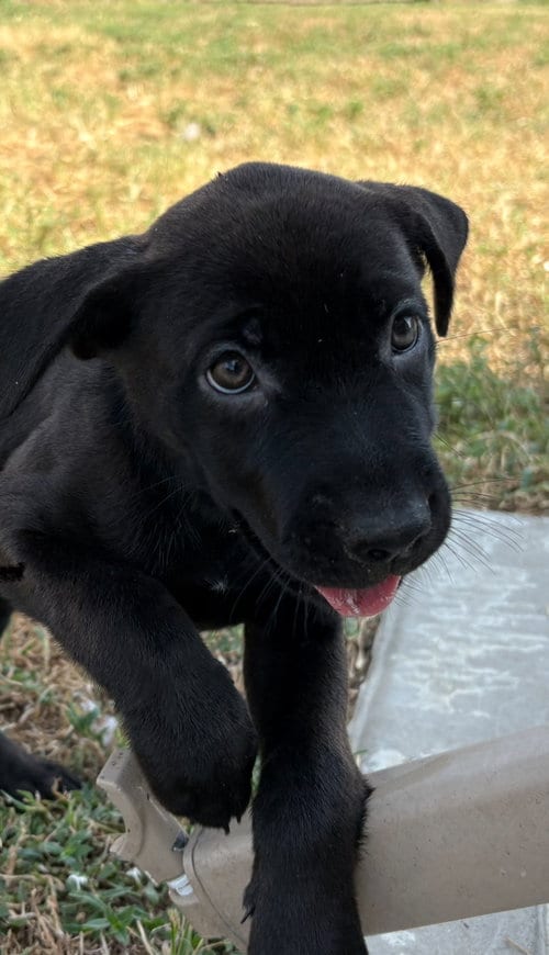 Photo of Ozzy, adoptable Labrador Retriever in The Woodlands, Texas
