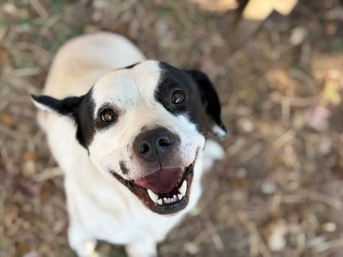 Photo of Fluffy, adoptable Pit Bull Terrier in Tulsa, Oklahoma